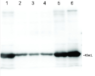 RbcL | Rubisco large subunit, form I (affinity purified) in the group Antibodies Plant/Algal  / Global Antibodies at Agrisera AB (Antibodies for research) (AS03 037A)